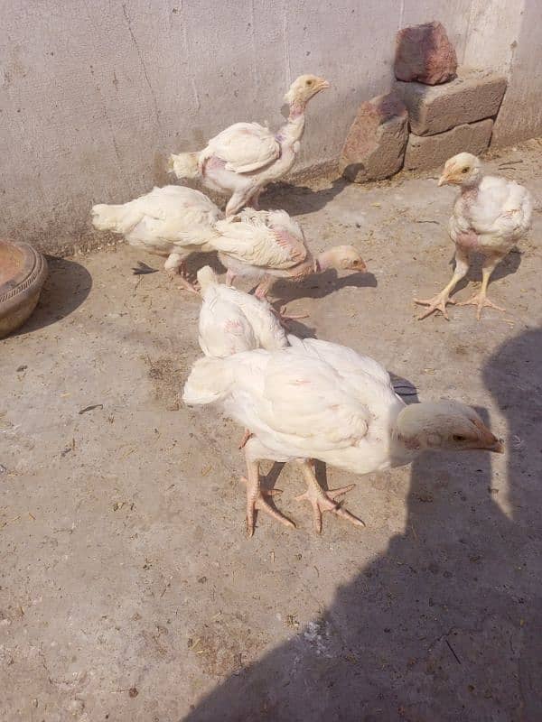 Heera Aseel chicks ( 03204661930 ) 9