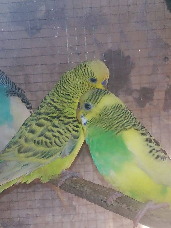 Split Exhibition Breeder pair 1