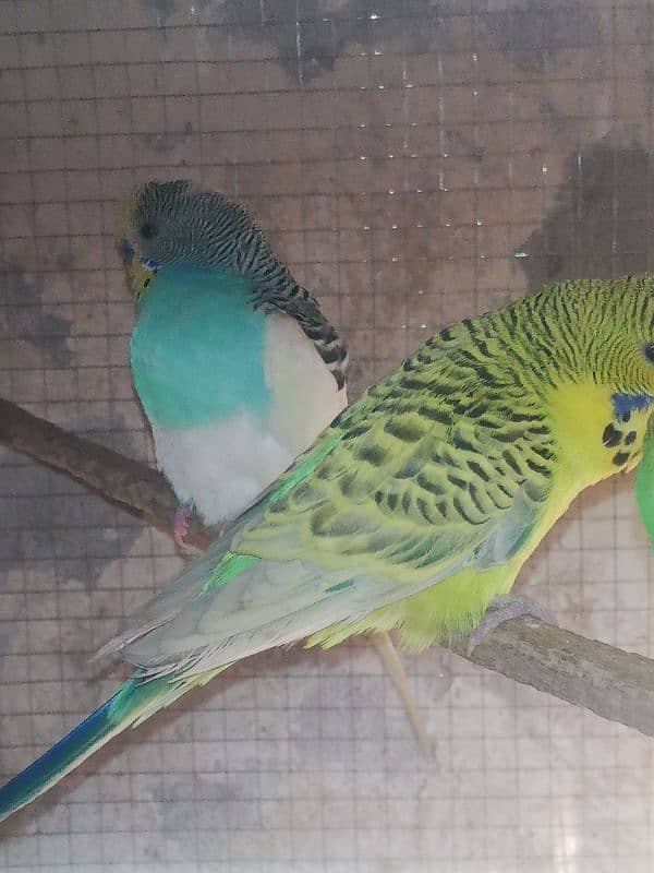 Split Exhibition Breeder pair 2