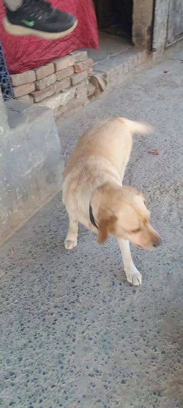 Labra Dog Trained 3