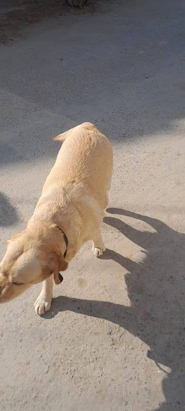 Labra Dog Trained 6