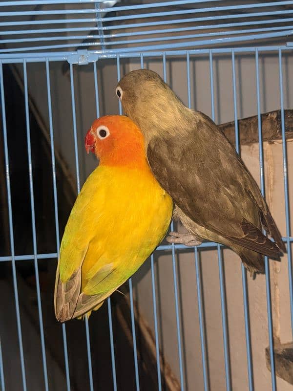 lovebirds breeder pair for sale 0