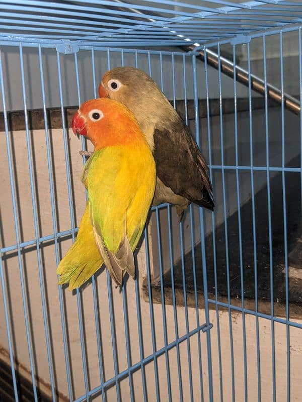 lovebirds breeder pair for sale 1