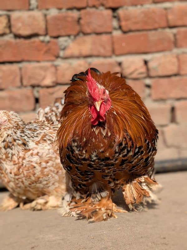 Fancy Top Quality Exotic Breeds Fertile Eggs Available Guranteed 3