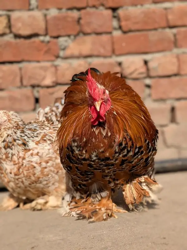 Fancy Top Quality Exotic Breeds Fertile Eggs Available Guranteed — photo 4