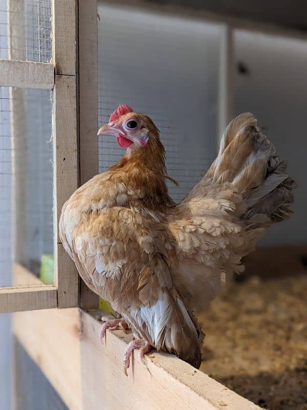 Fancy Top Quality Exotic Breeds Fertile Eggs Available Guranteed 4