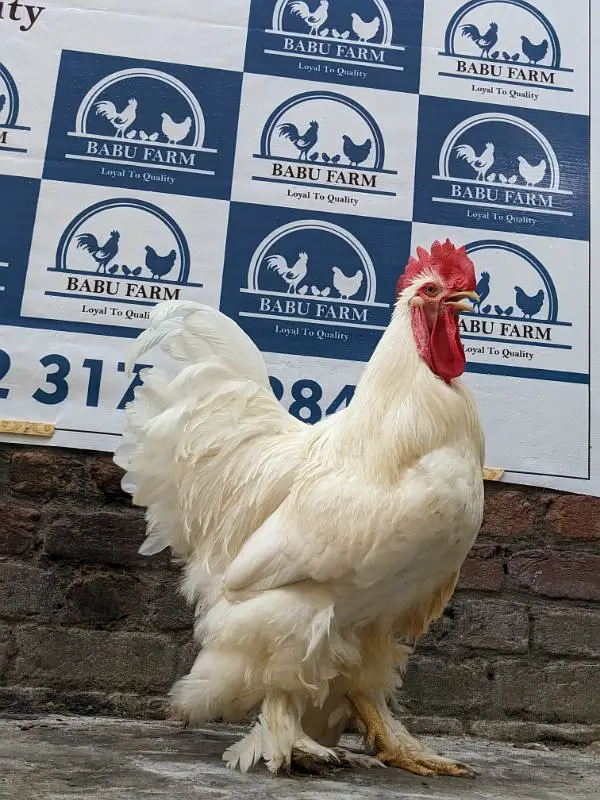 Fancy Top Quality Exotic Breeds Fertile Eggs Available Guranteed — photo 6
