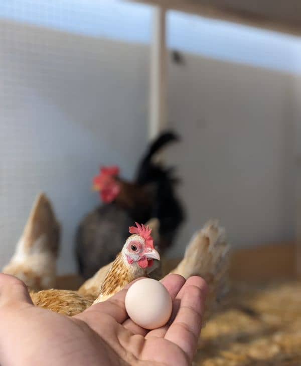 Fancy Top Quality Exotic Breeds Fertile Eggs Available Guranteed 6