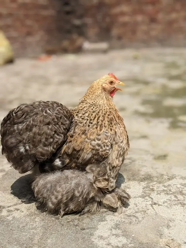 Fancy Top Quality Exotic Breeds Fertile Eggs Available Guranteed — photo 8