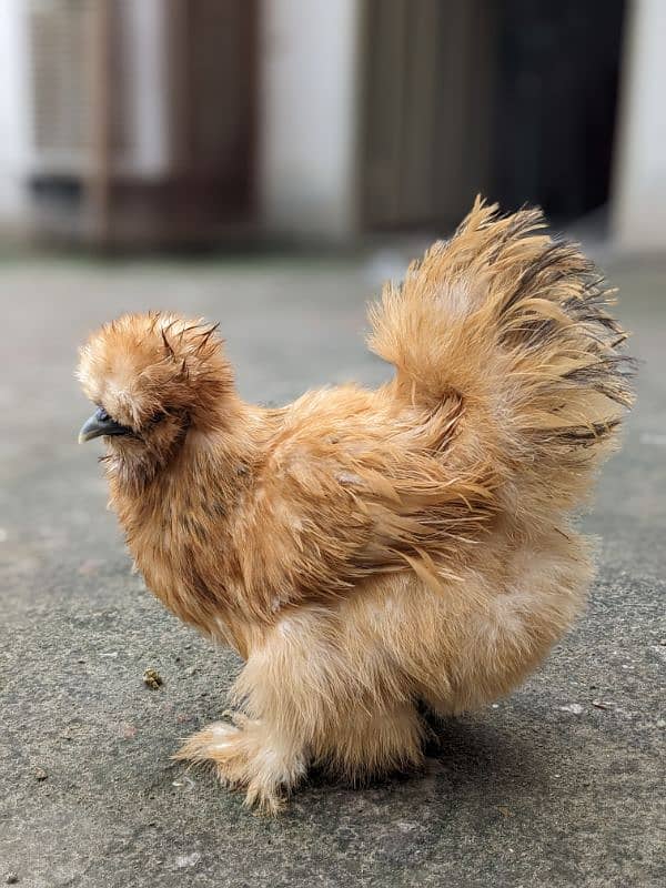 Fancy Top Quality Exotic Breeds Fertile Eggs Available Guranteed 8