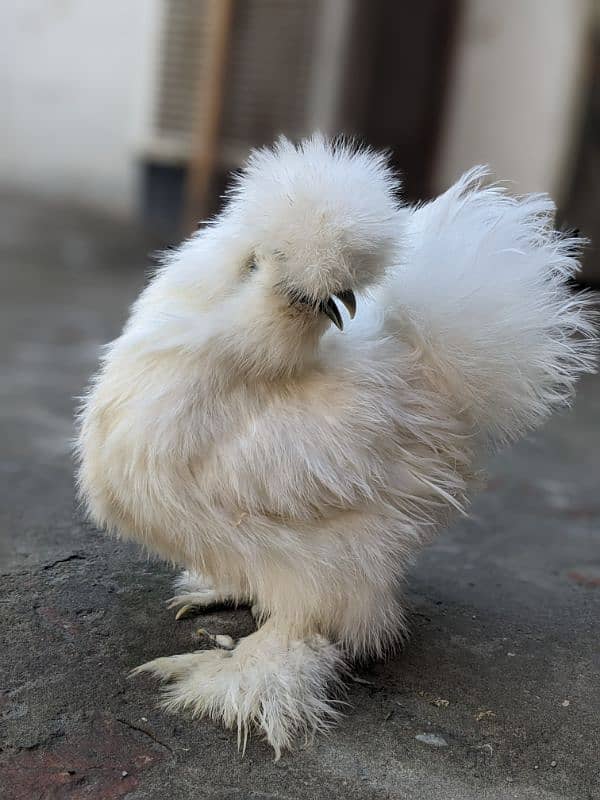 Fancy Top Quality Exotic Breeds Fertile Eggs Available Guranteed 9