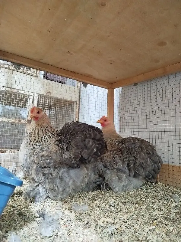 Fancy Top Quality Exotic Breeds Fertile Eggs Available Guranteed — photo 11