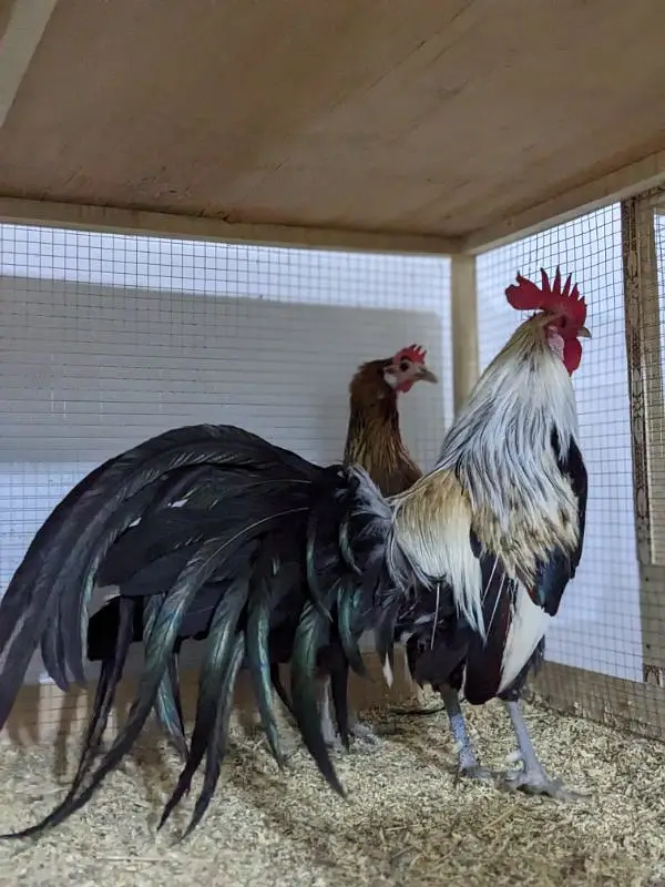 Fancy Top Quality Exotic Breeds Fertile Eggs Available Guranteed — photo 12