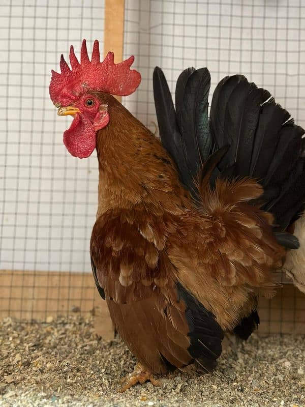 Fancy Top Quality Exotic Breeds Fertile Eggs Available Guranteed 12