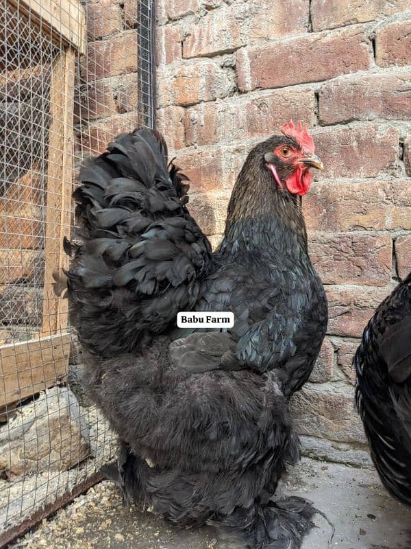 Fancy Top Quality Exotic Breeds Fertile Eggs Available Guranteed 13