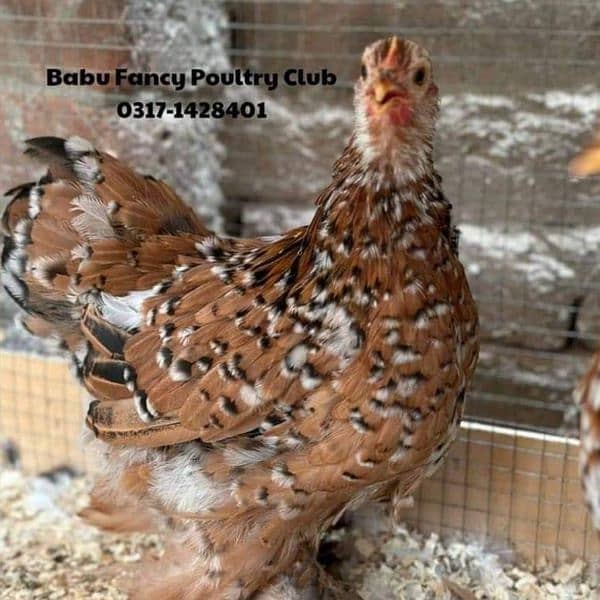 Fancy Top Quality Exotic Breeds Fertile Eggs Available Guranteed 14