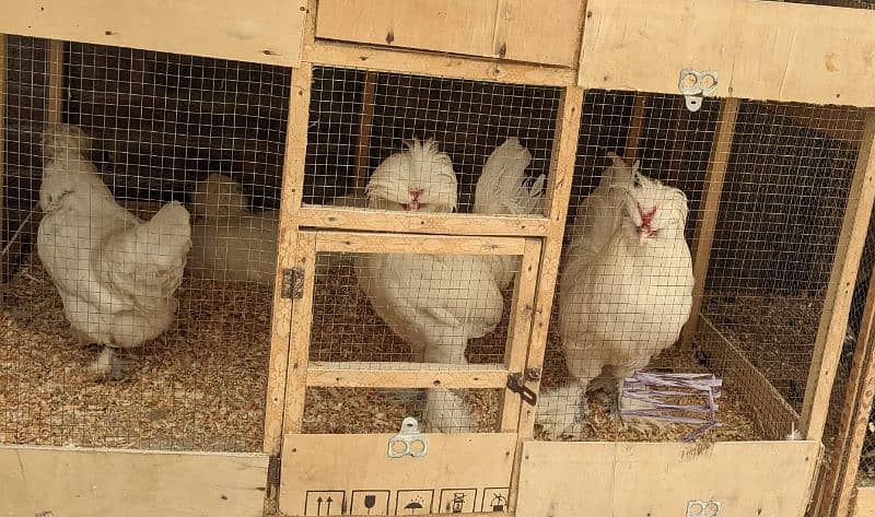 Fancy Top Quality Exotic Breeds Fertile Eggs Available Guranteed 15