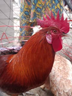 Golden Misri HEN Pair (Murgha and Murghian) Ramadan Sale