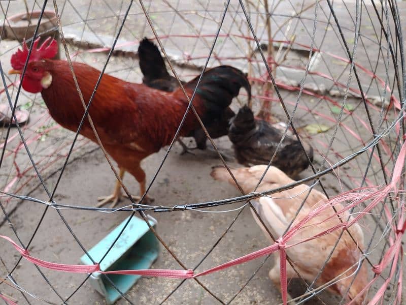 HEN Pair (Murgha and Murghian) 5