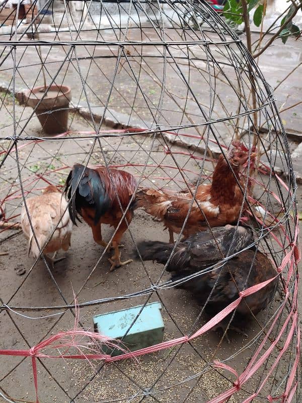 HEN Pair (Murgha and Murghian) 6