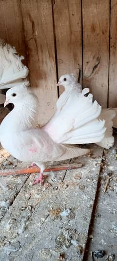 1 year old pigeon dor sell