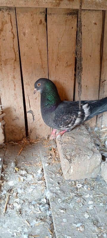 1 year old pigeon dor sell 1