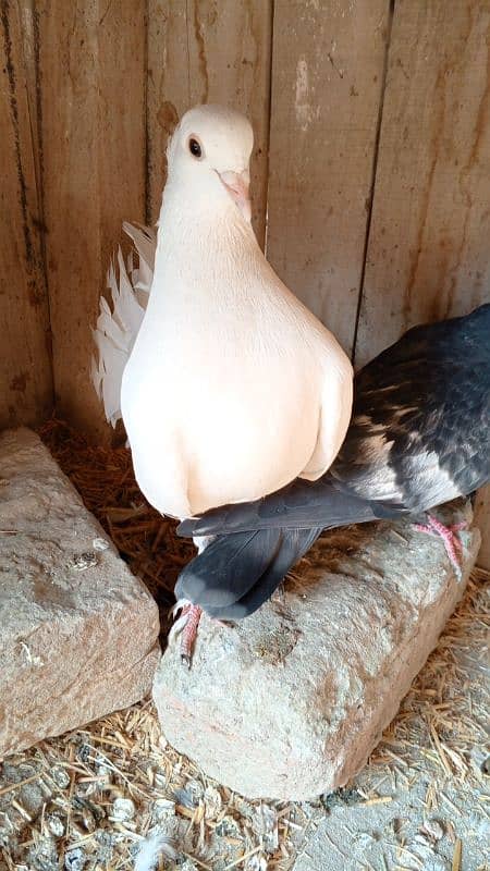 1 year old pigeon dor sell 5