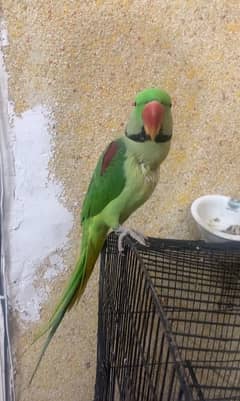 Green Raw Parrot Male talking handtamed