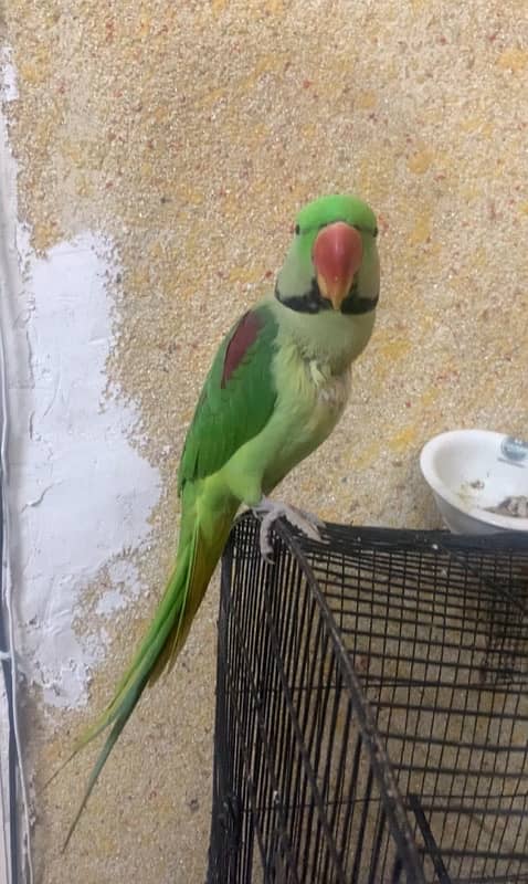 Green Raw Parrot Male talking handtamed 0