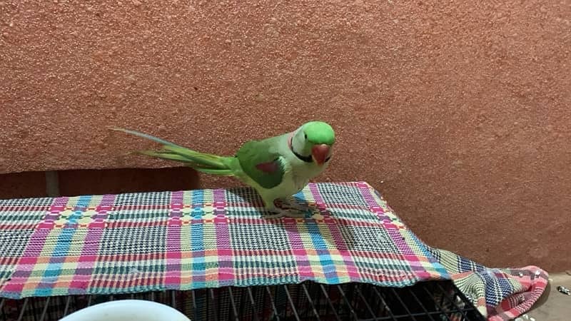 Green Raw Parrot Male talking handtamed 1