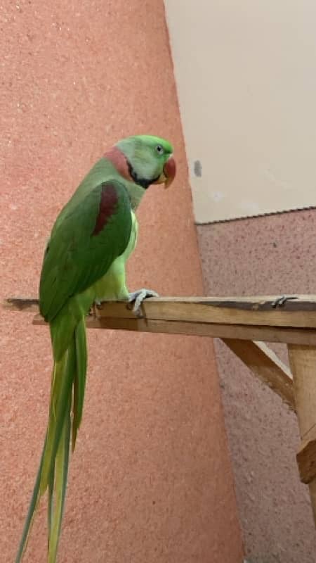 Green Raw Parrot Male talking handtamed 2