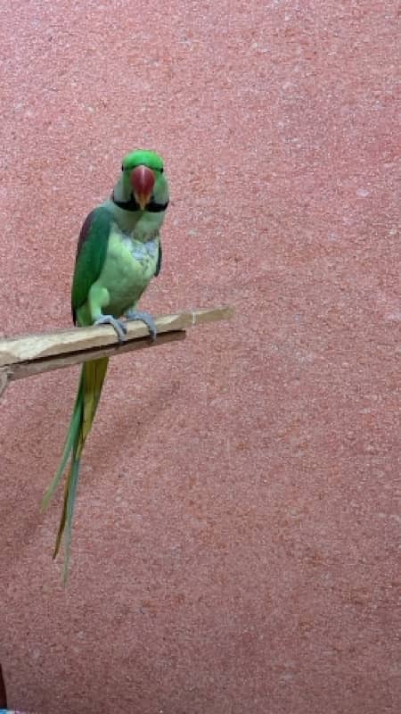 Green Raw Parrot Male talking handtamed 3