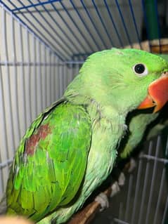 green raw parrot for sale