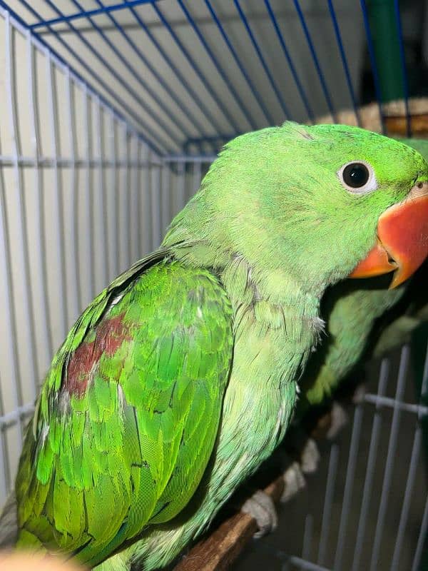 green raw parrot for sale 0