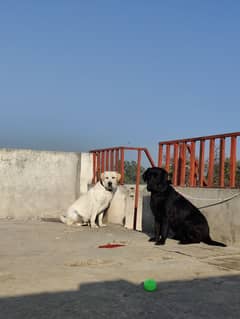 British Labrador Retriever Pair