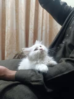 Persian white male kitten