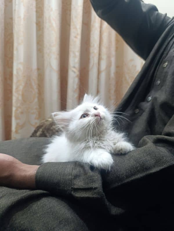 Persian white male kitten 0