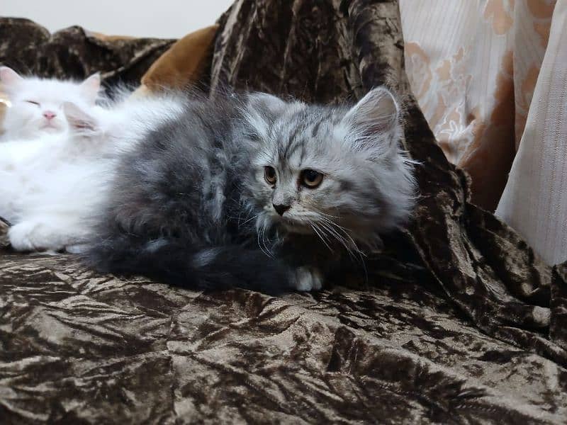 Persian white male kitten 4