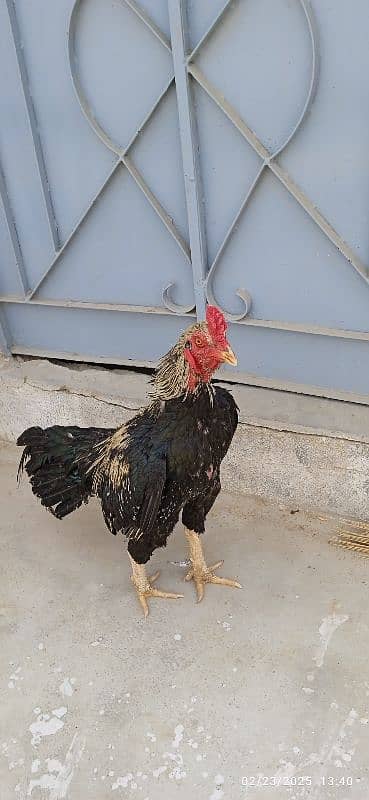 Urgent Sale Aseel Black Jawa & Mianwali pair 0