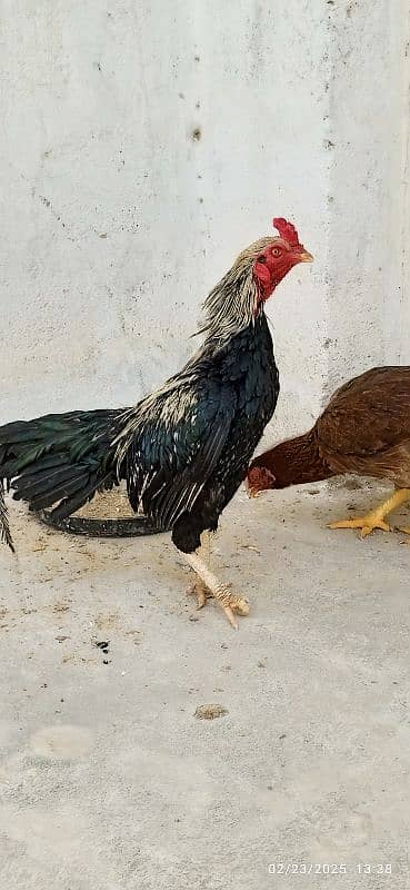 Urgent Sale Aseel Black Jawa & Mianwali pair 2