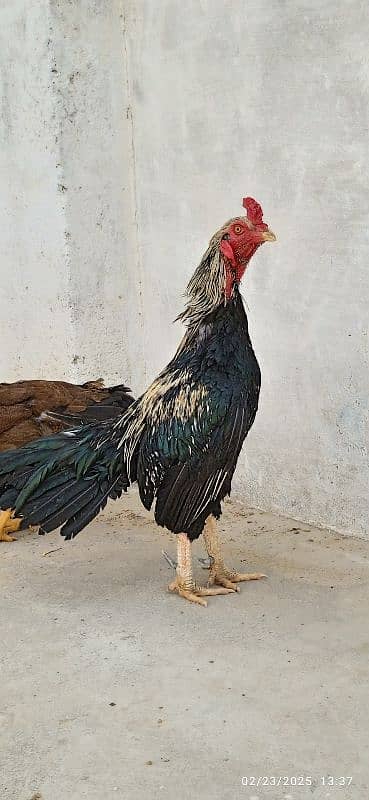 Urgent Sale Aseel Black Jawa & Mianwali pair 4