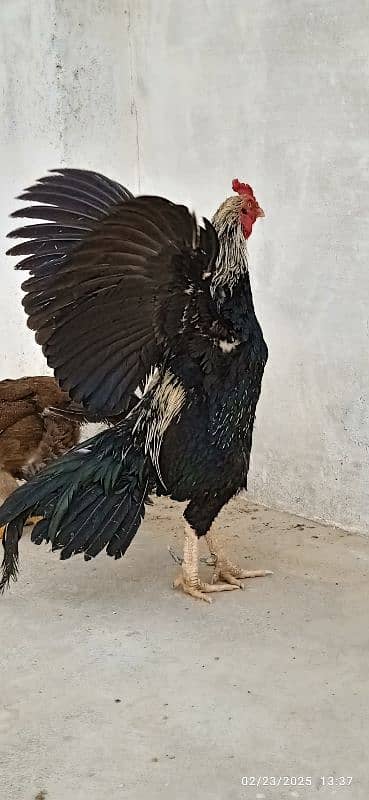 Urgent Sale Aseel Black Jawa & Mianwali pair 5