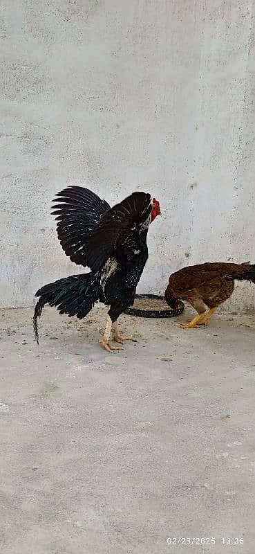 Urgent Sale Aseel Black Jawa & Mianwali pair 6