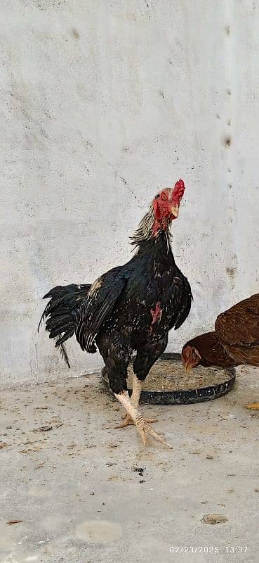 Urgent Sale Aseel Black Jawa & Mianwali pair 7