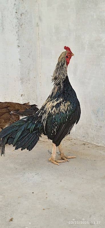 Urgent Sale Aseel Black Jawa & Mianwali pair 8