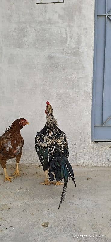 Urgent Sale Aseel Black Jawa & Mianwali pair 9