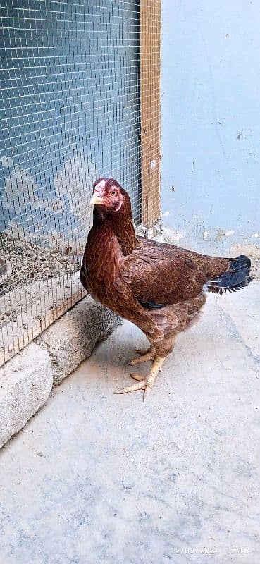 Urgent Sale Aseel Black Jawa & Mianwali pair 12