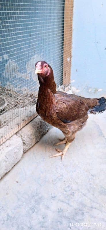 Urgent Sale Aseel Black Jawa & Mianwali pair 14