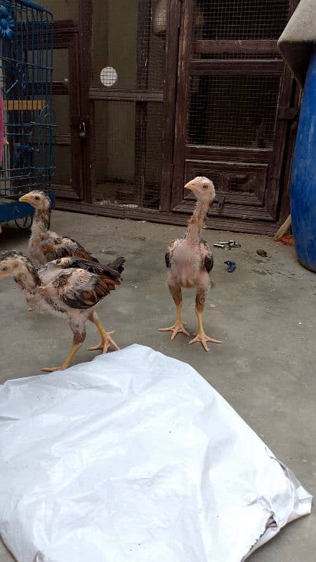 jageeri aseel and Heera cross chicks for sell 0