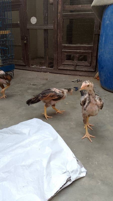 jageeri aseel and Heera cross chicks for sell 1